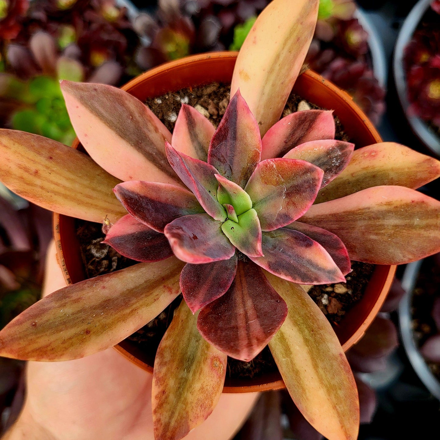 Echeveria "Hanakaida" variegada - Donsuculentas
