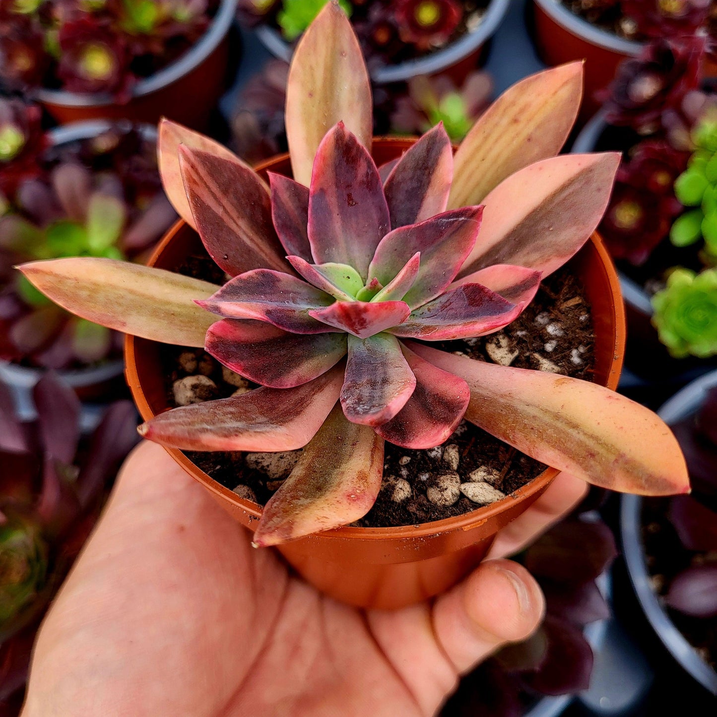 Echeveria "Hanakaida" variegada - Donsuculentas