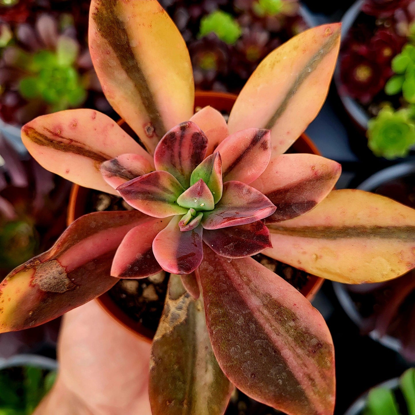 Echeveria "Hanakaida" variegada - Donsuculentas