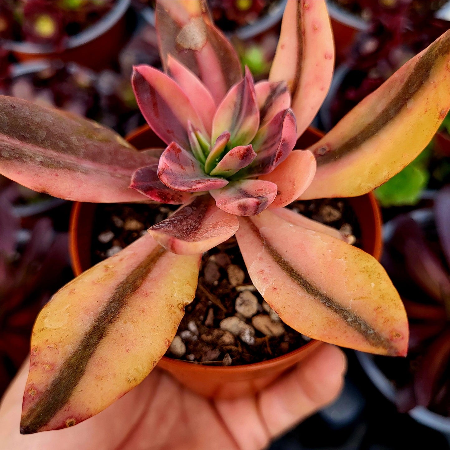 Echeveria "Hanakaida" variegada - Donsuculentas