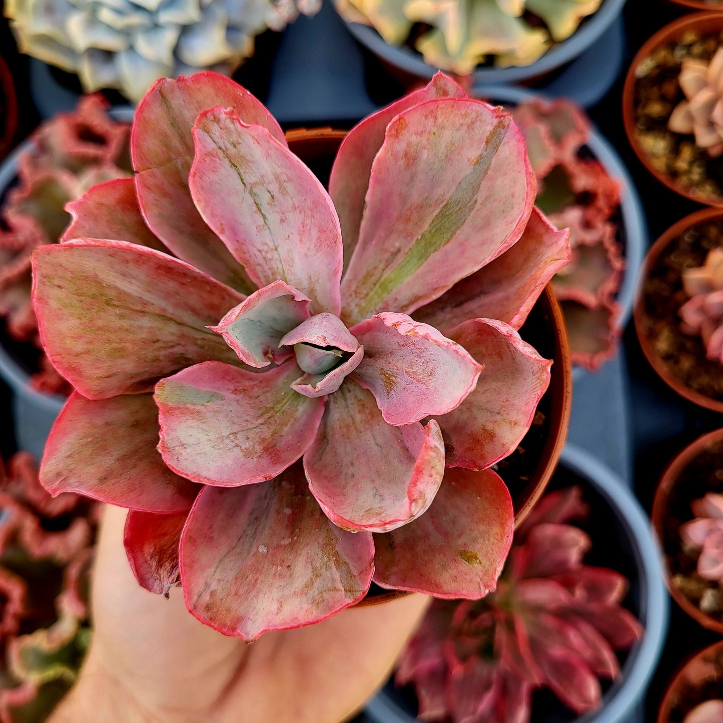 Echeveria "Chantilly Pink Blush" variegata