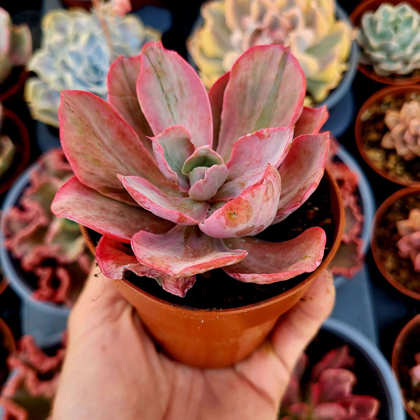 Echeveria "Chantilly Pink Blush" variegata