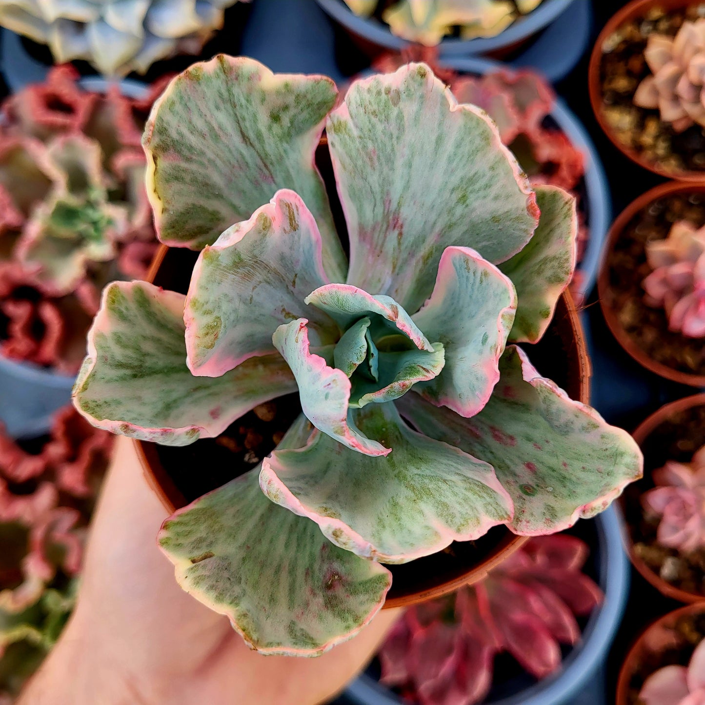 Echeveria « Chantilly Dragon Fin » panaché