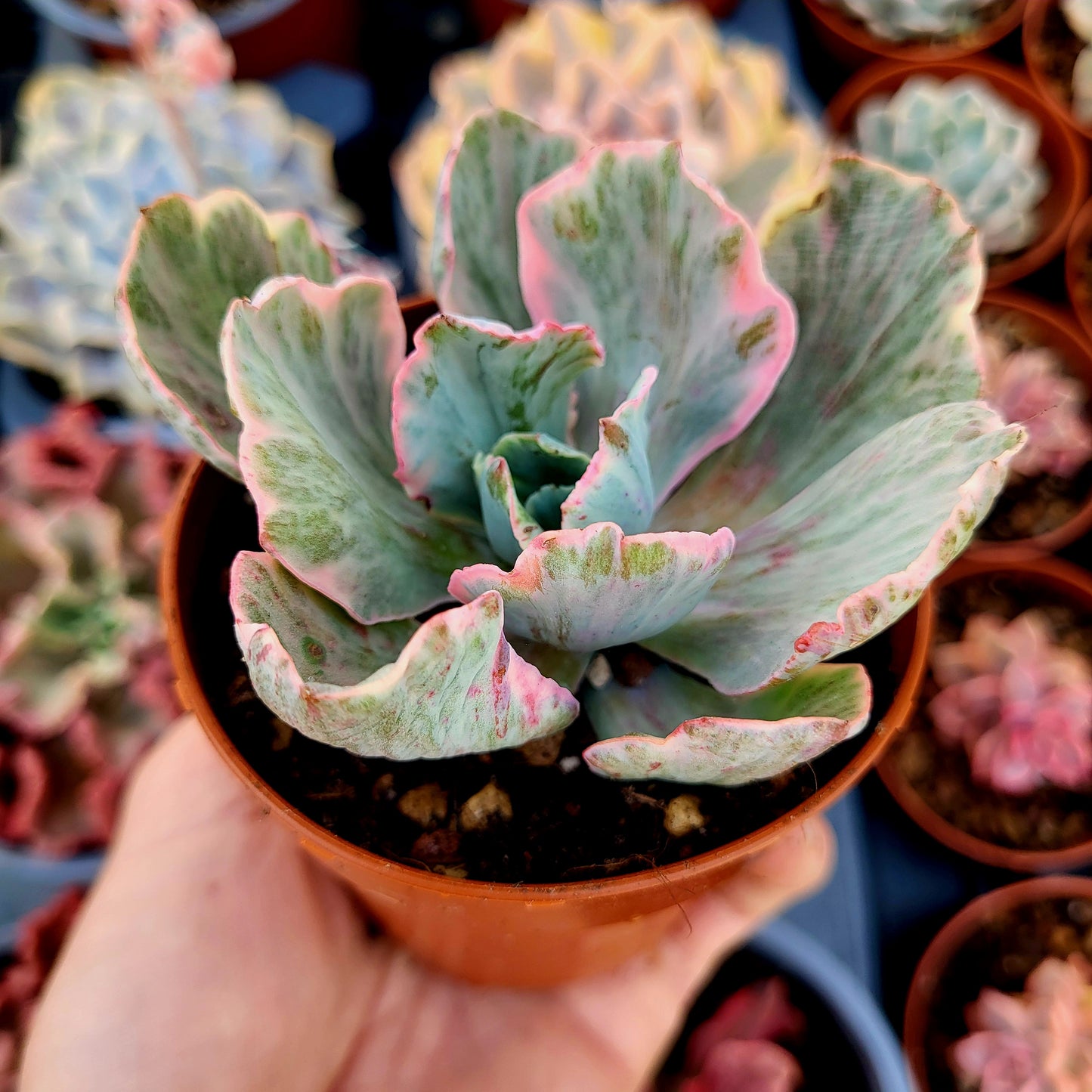 Echeveria « Chantilly Dragon Fin » panaché