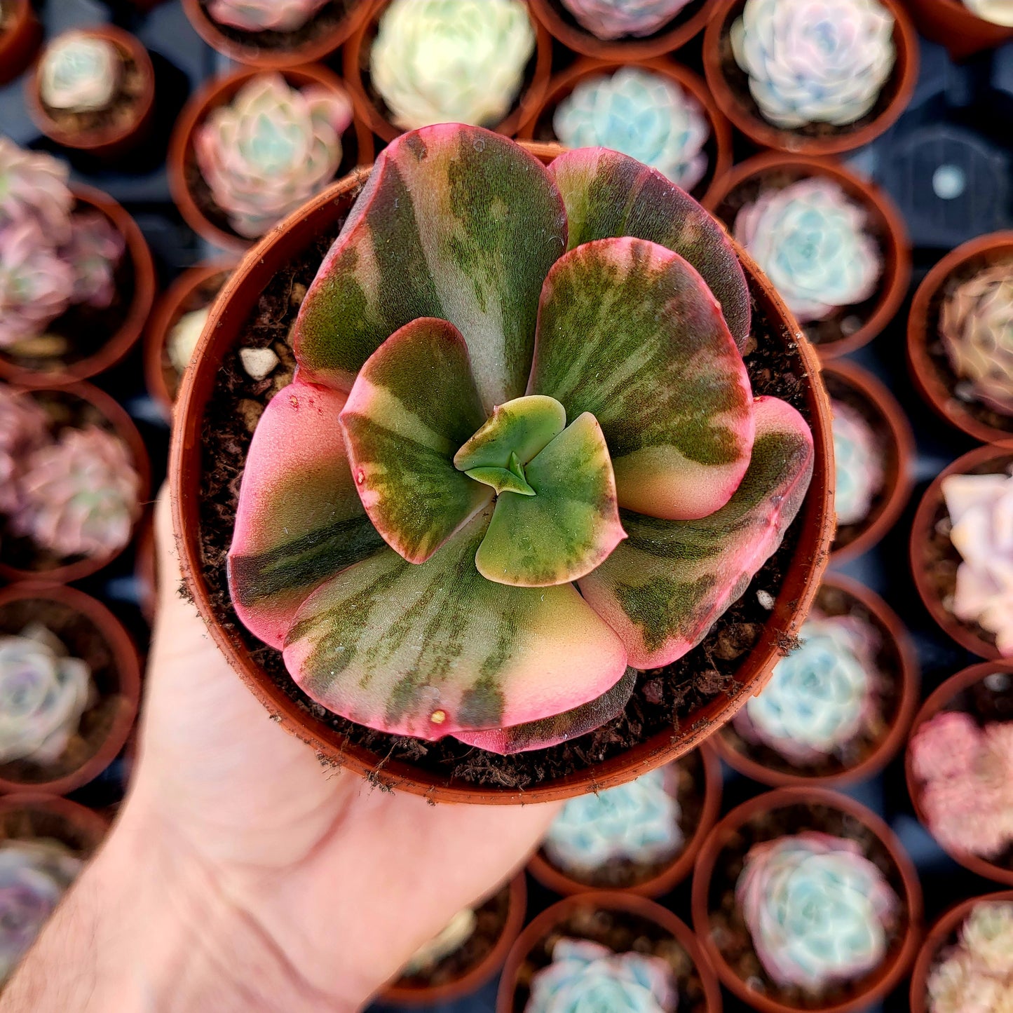 Echeveria "Prima Donna" panachée