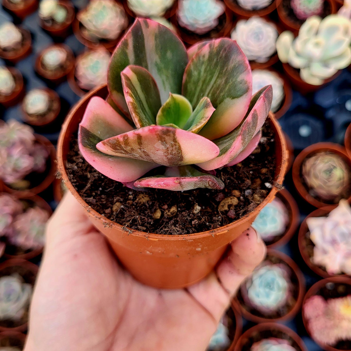 Echeveria "Prima Donna" panachée