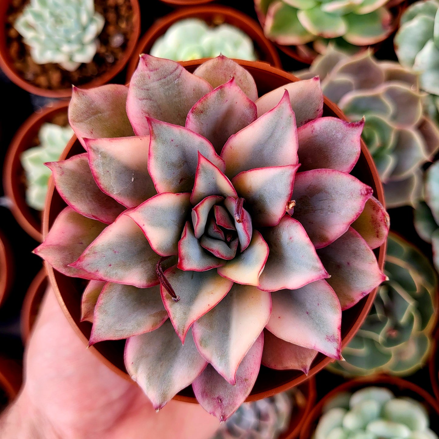 Echeveria "Esther" variegada