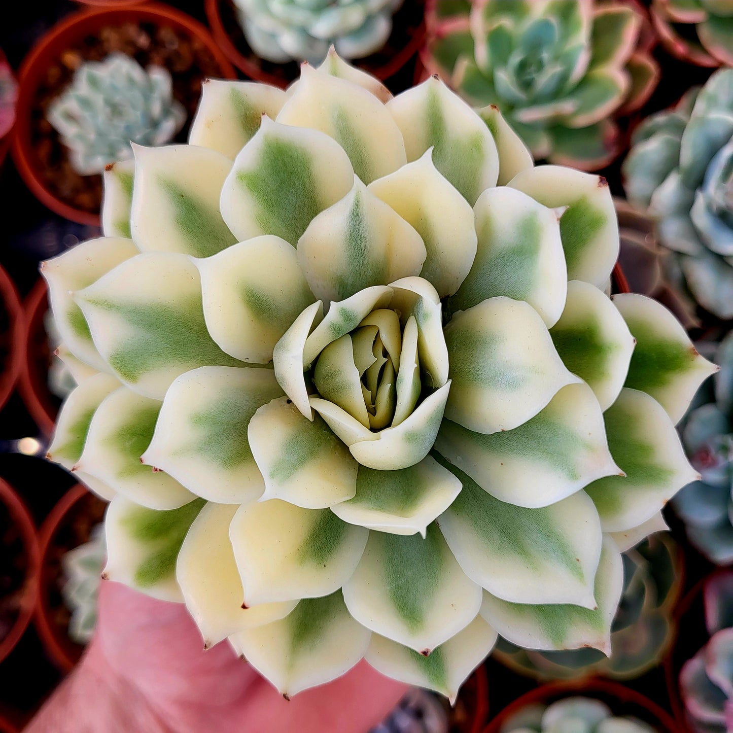 Echeveria « Onslow » panaché