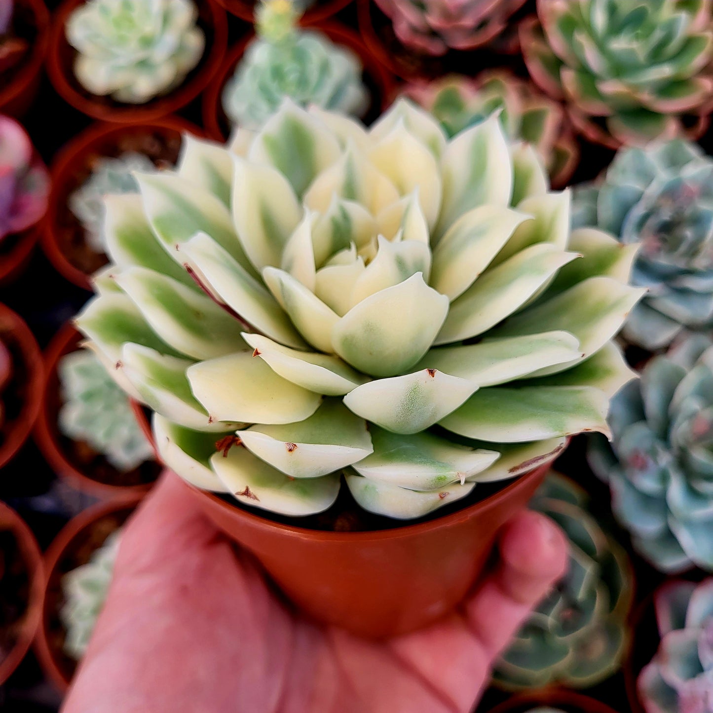Echeveria « Onslow » panaché