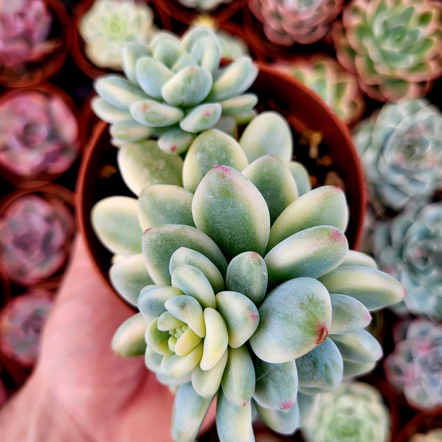 Sedum clavatum variegato