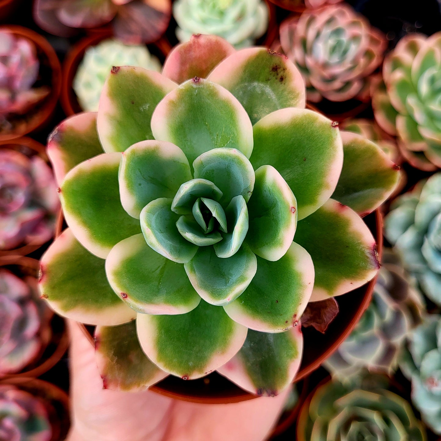 Echeveria « Pink Vera » panaché