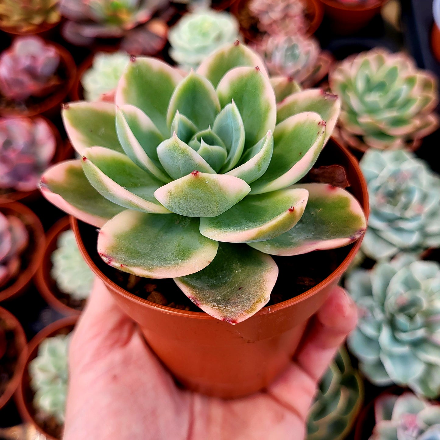 Echeveria « Pink Vera » panaché