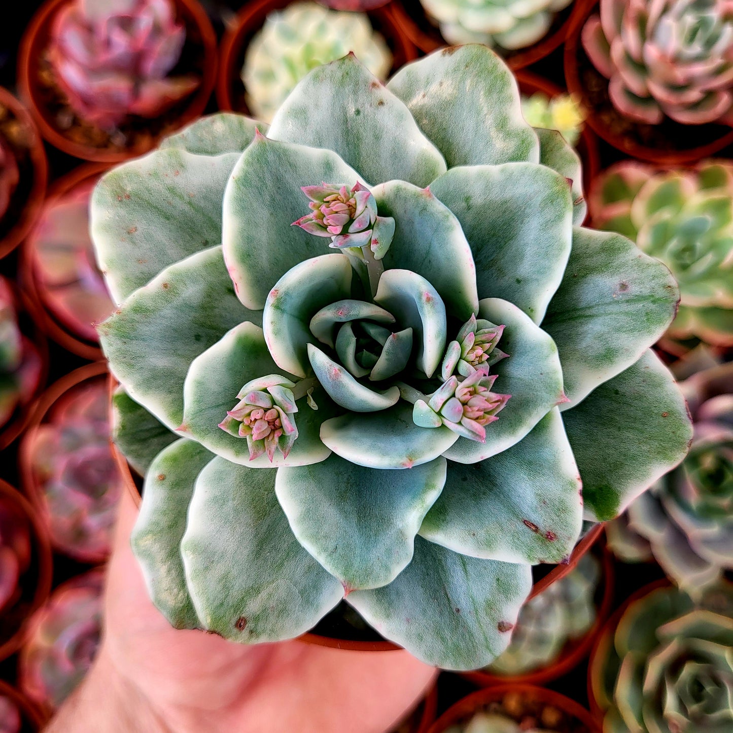 Echeveria "Atlantis" variegada