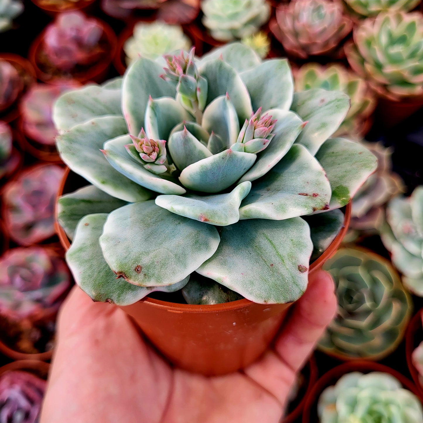 Echeveria "Atlantis" variegada