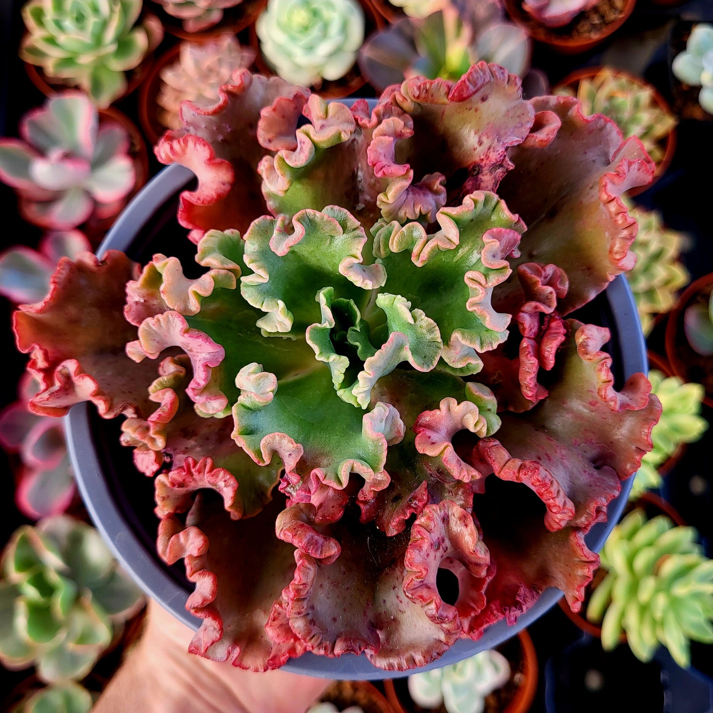 Echeveria "Polpo"