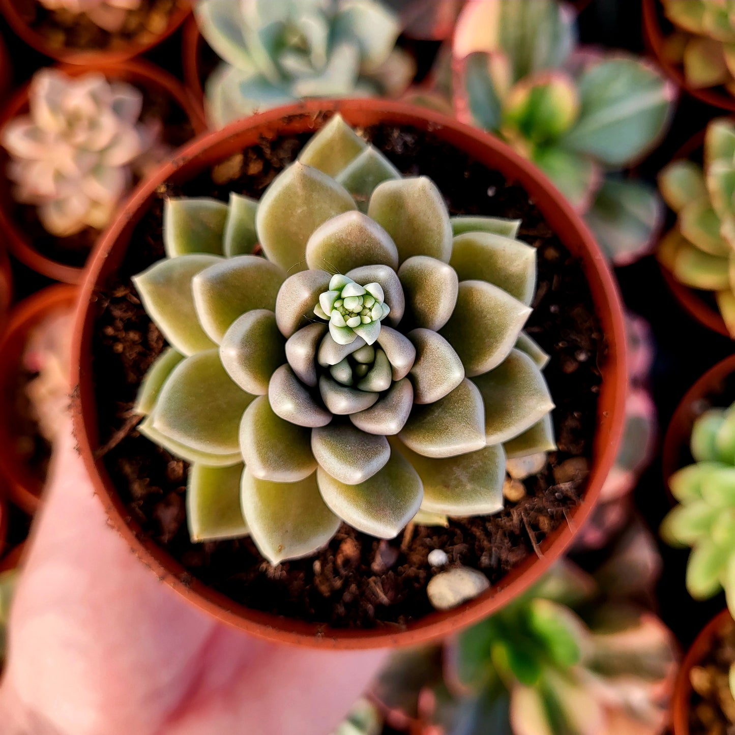 Graptoveria "Beskar"
