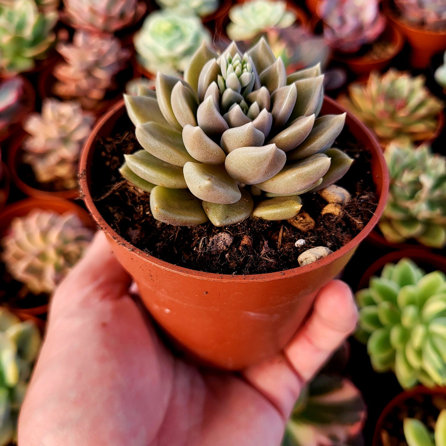 Graptoveria "Beskar"