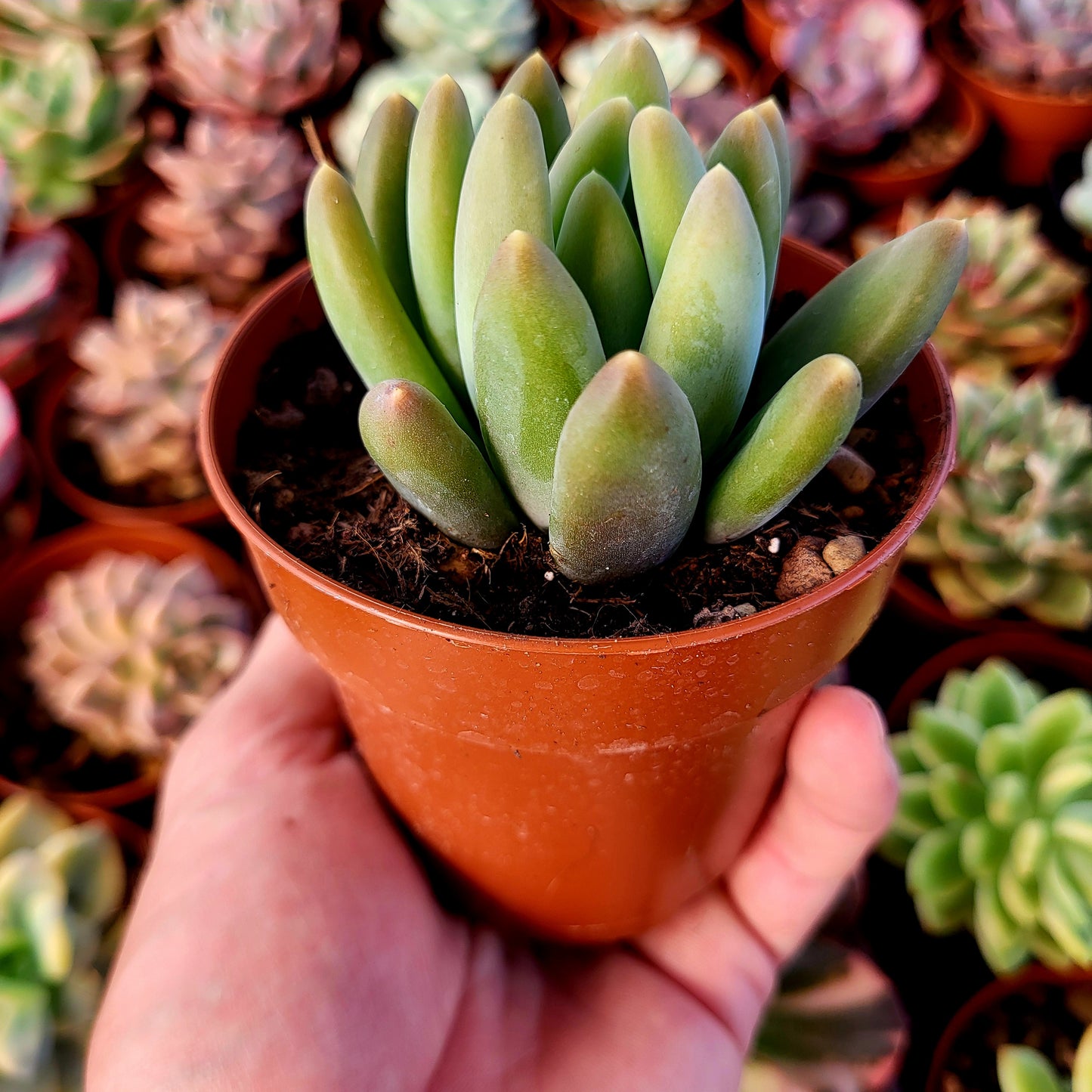 Pachyphytum "Gun Gan"