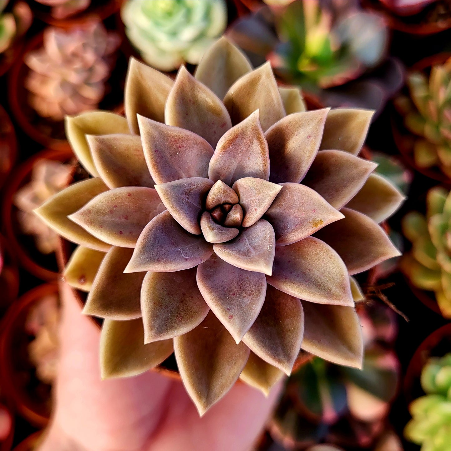 Graptoveria "Dathomir"