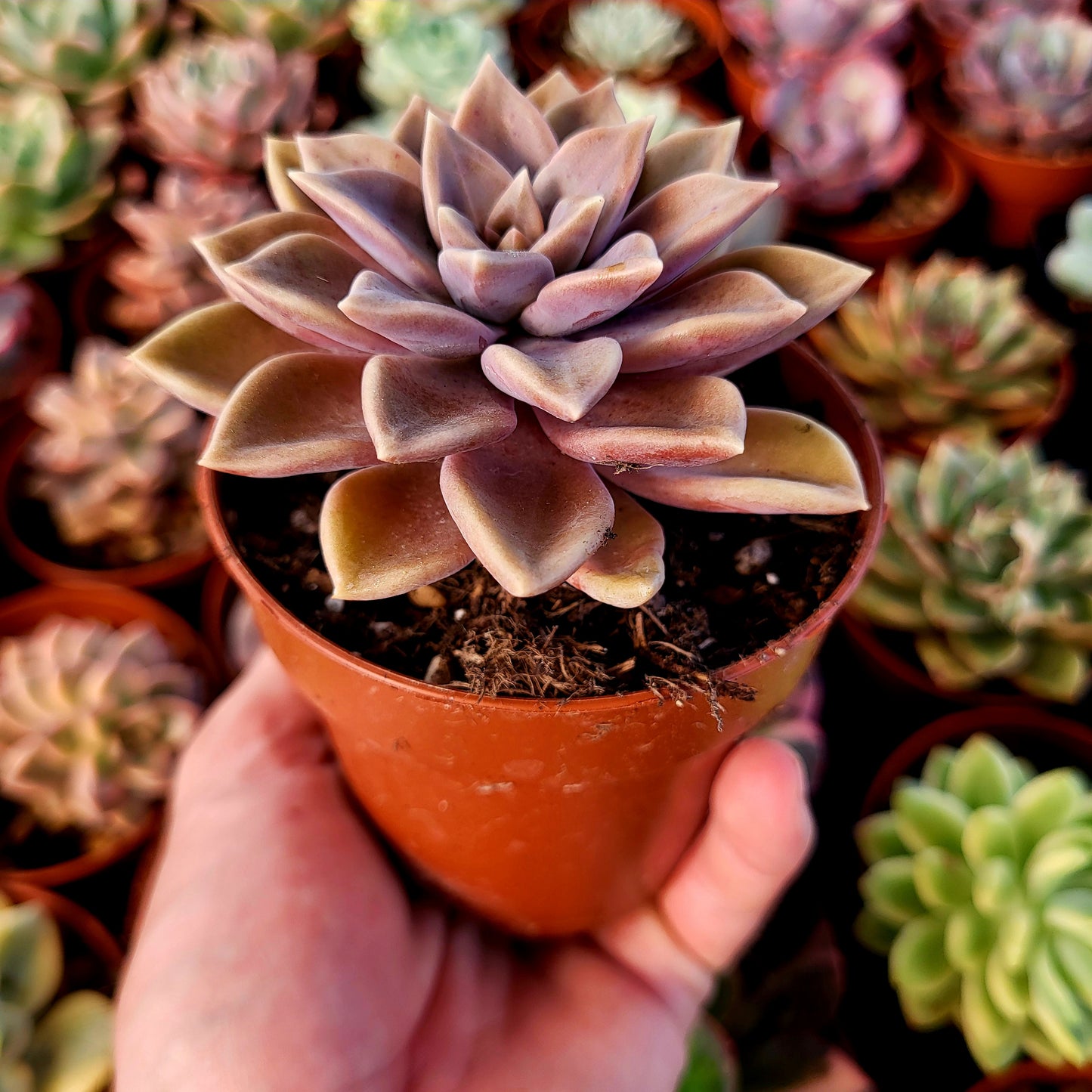 Graptoveria "Dathomir"