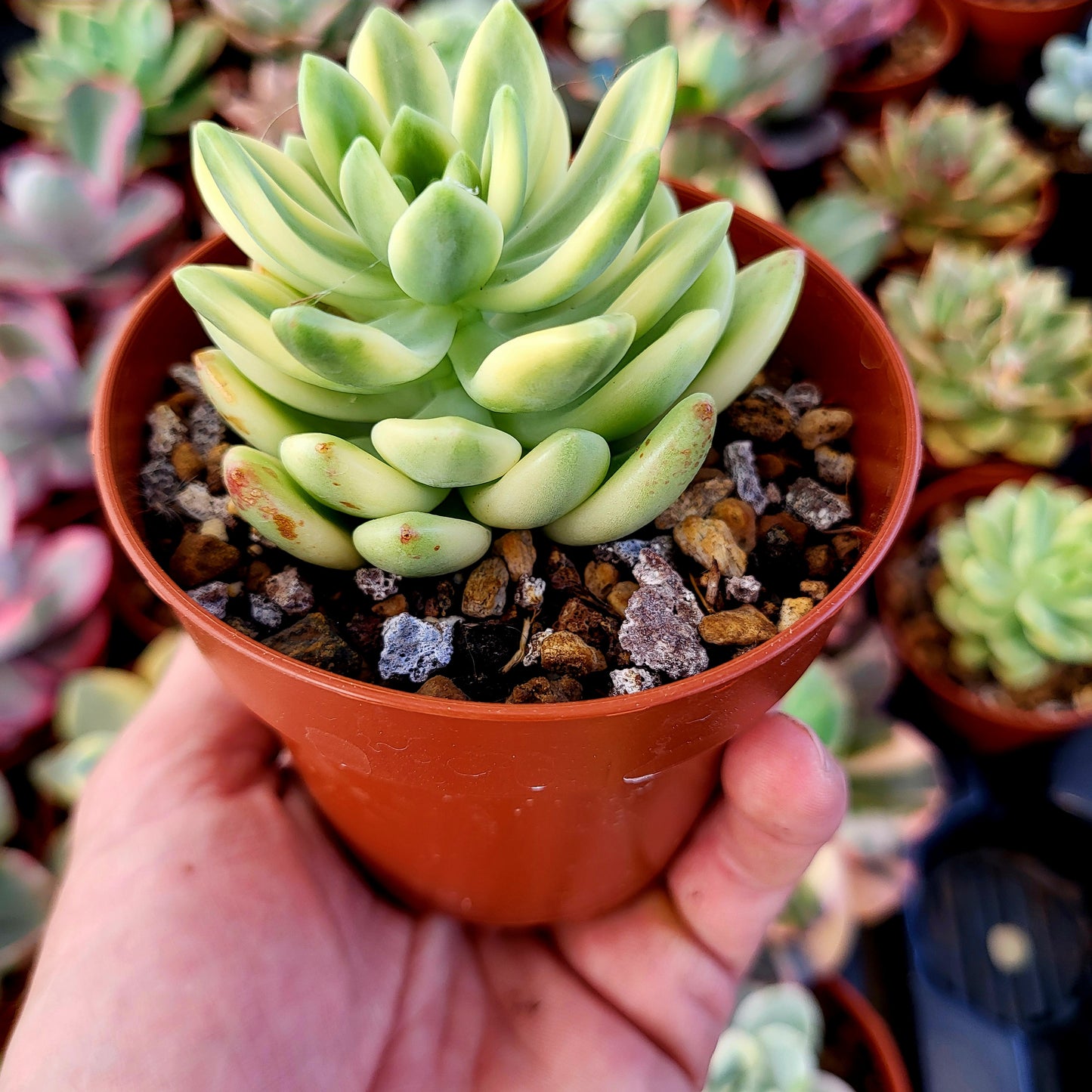 Sedum "Alice Evans" variegado