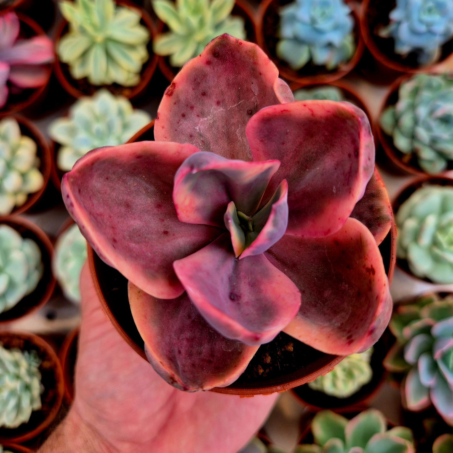 Echeveria panaché « Golden State »