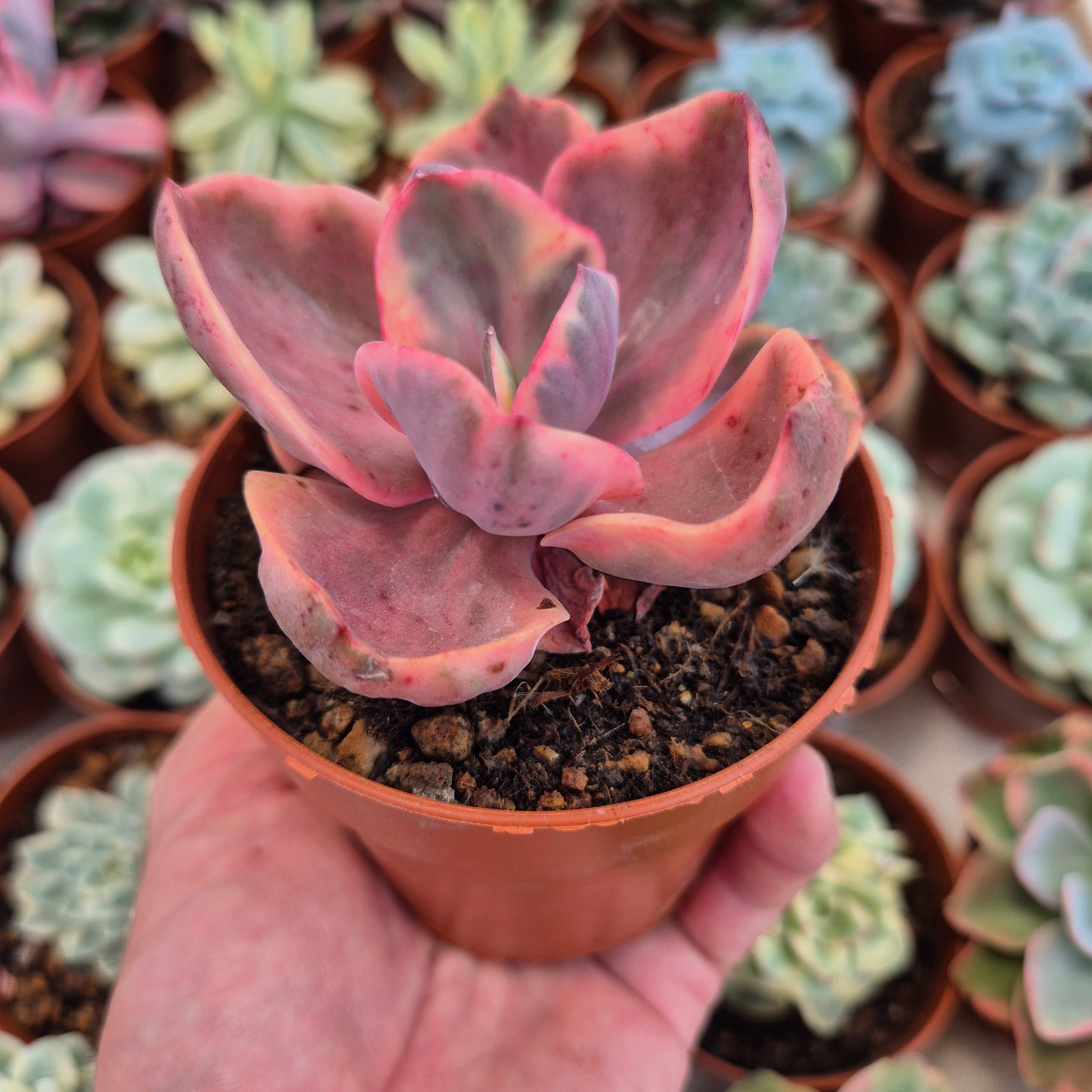 Echeveria panaché « Golden State »