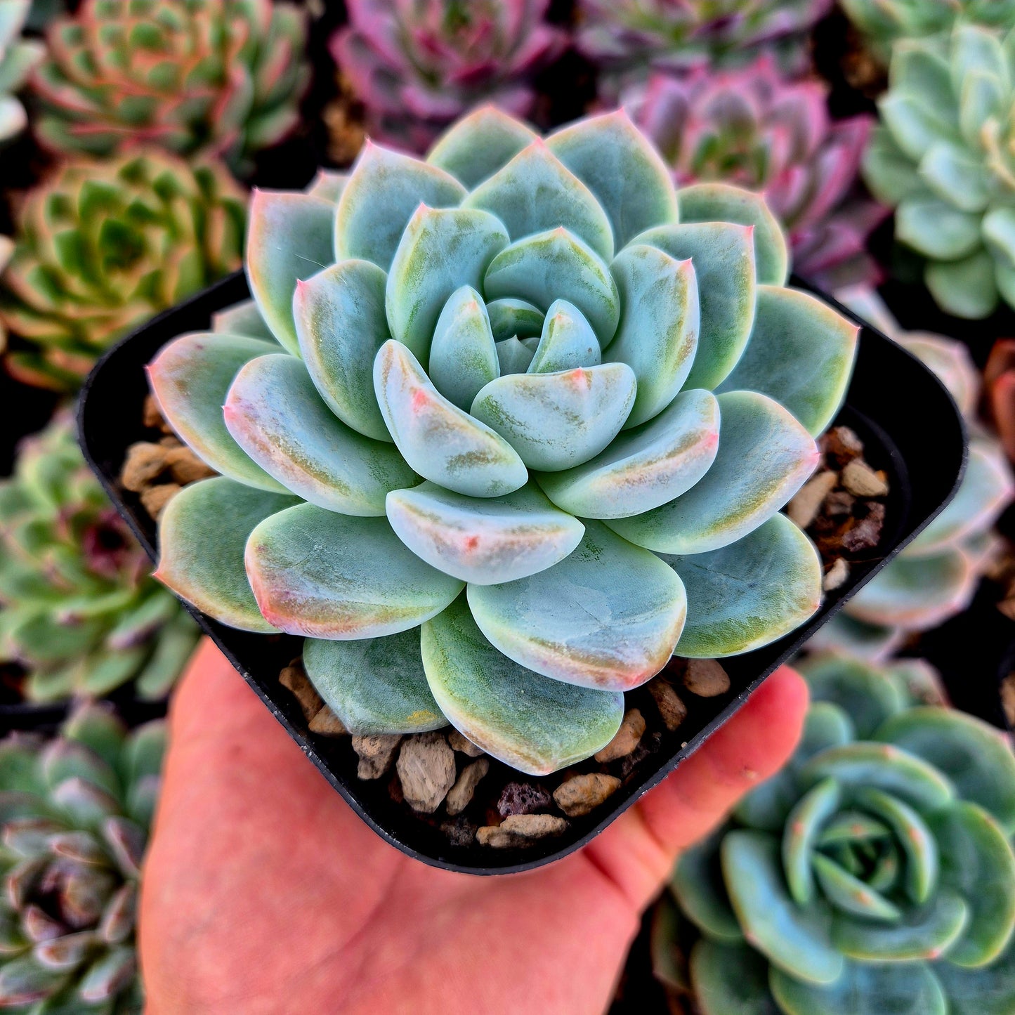 Echeveria « Ambre »