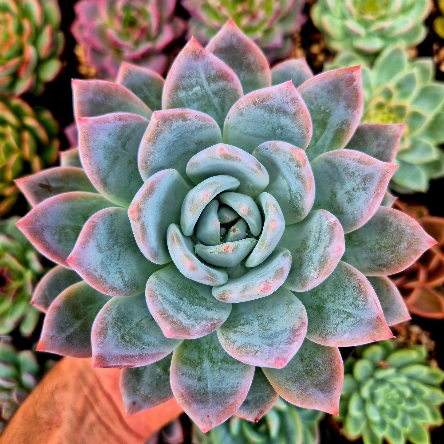 Echeveria "Angelo della neve"