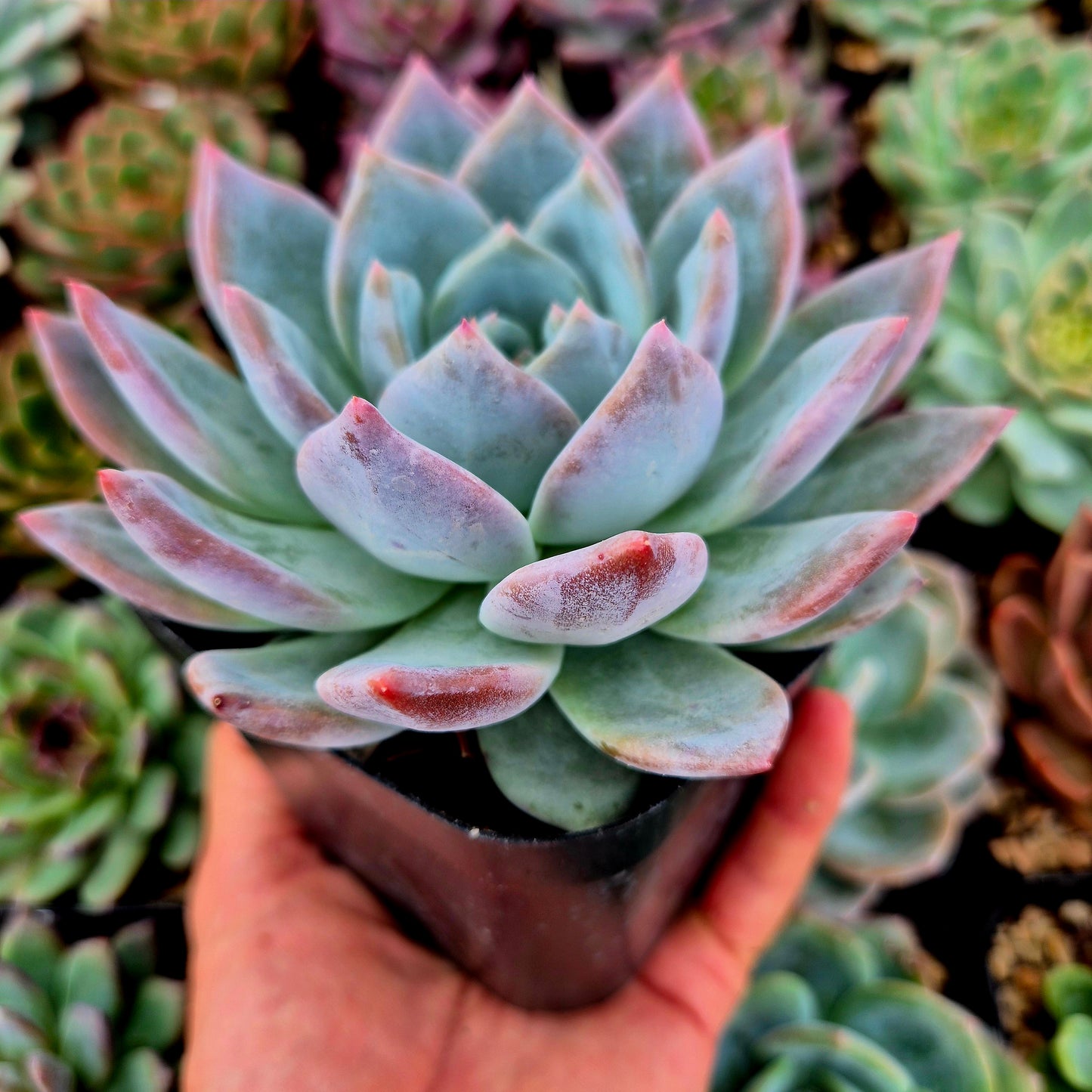 Echeveria "Angelo della neve"