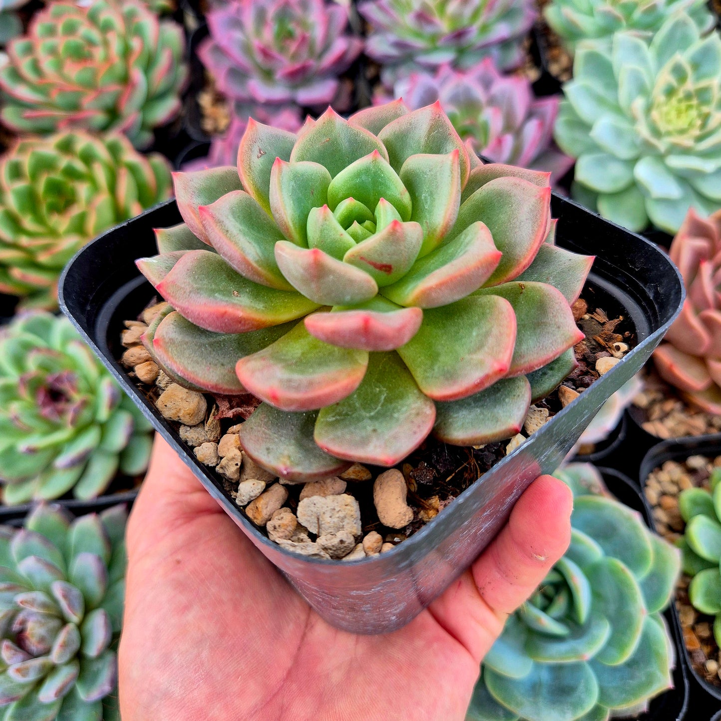 Echeveria "Nutchi"
