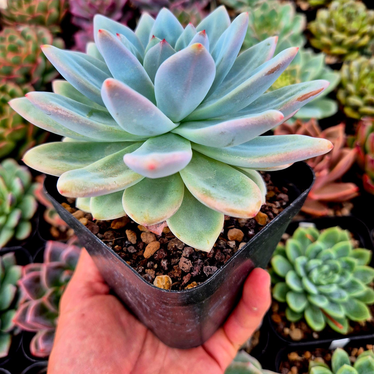 Echeveria "Star Snow"