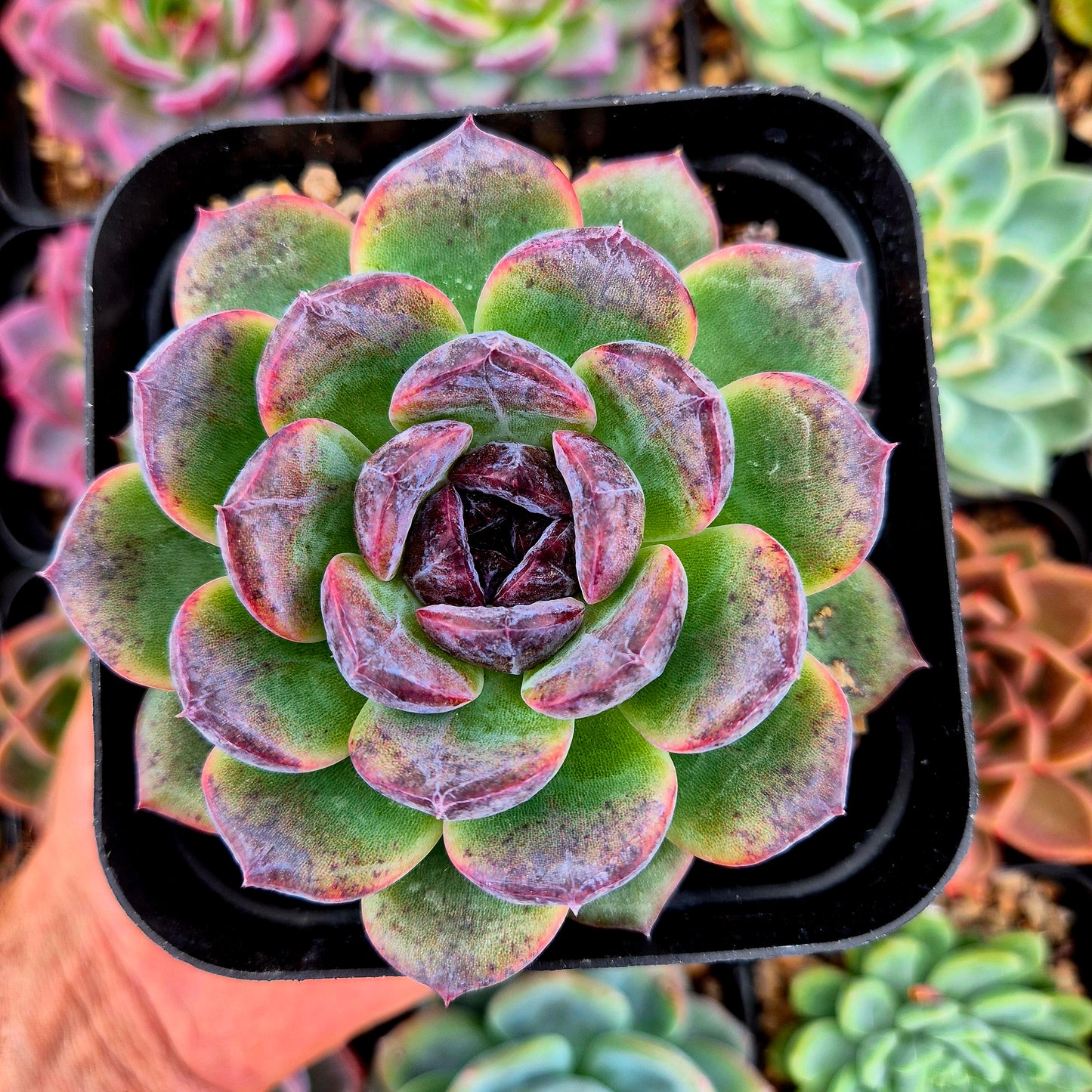 Echeveria "White Soul"