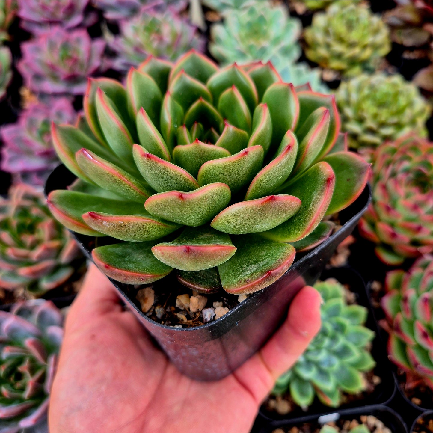 Echeveria "Pulidonis x Monroe"