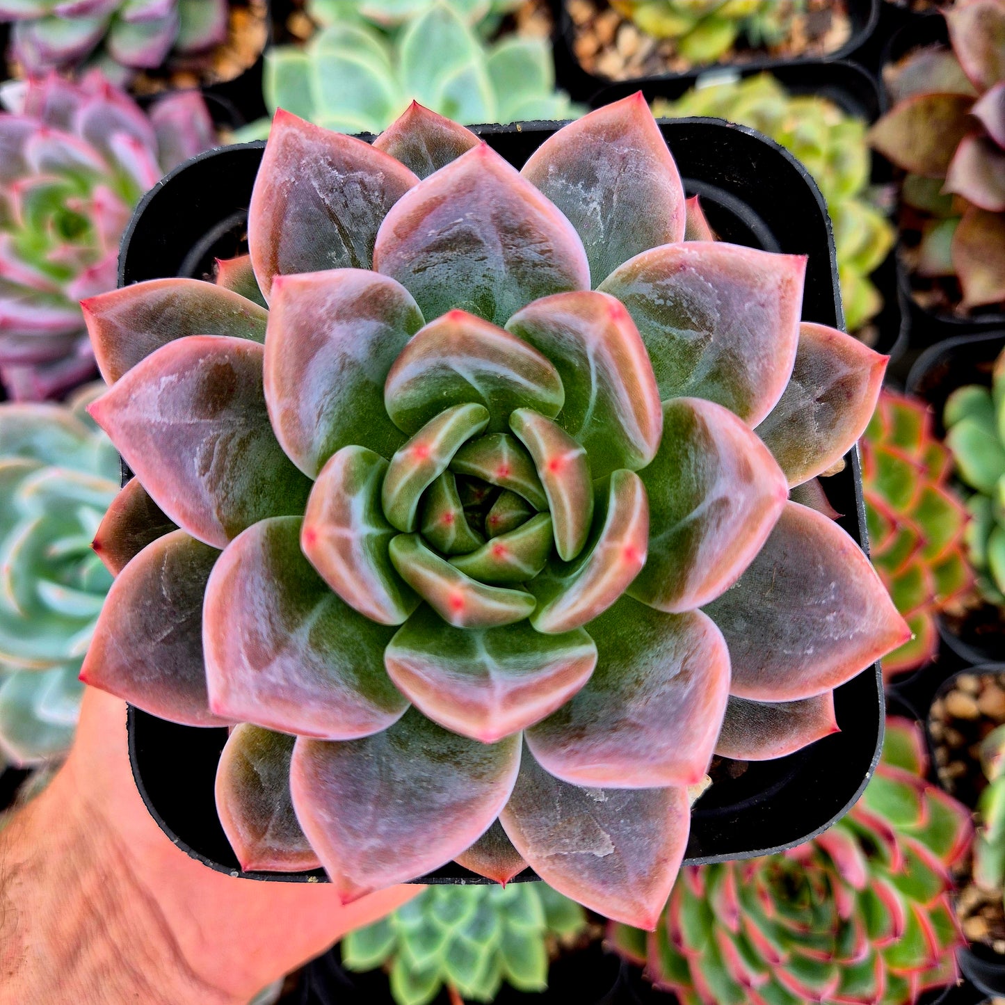 Echeveria "Shallot"