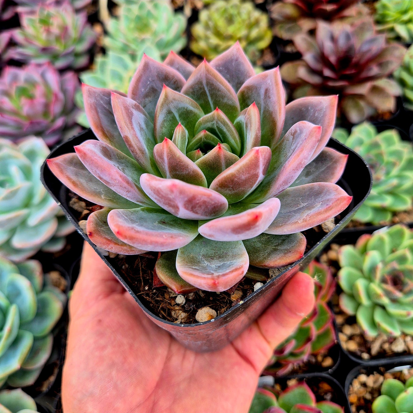 Echeveria "Shallot"