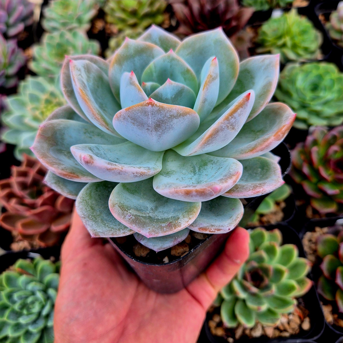 Echeveria "Monroe x Hakuhou"