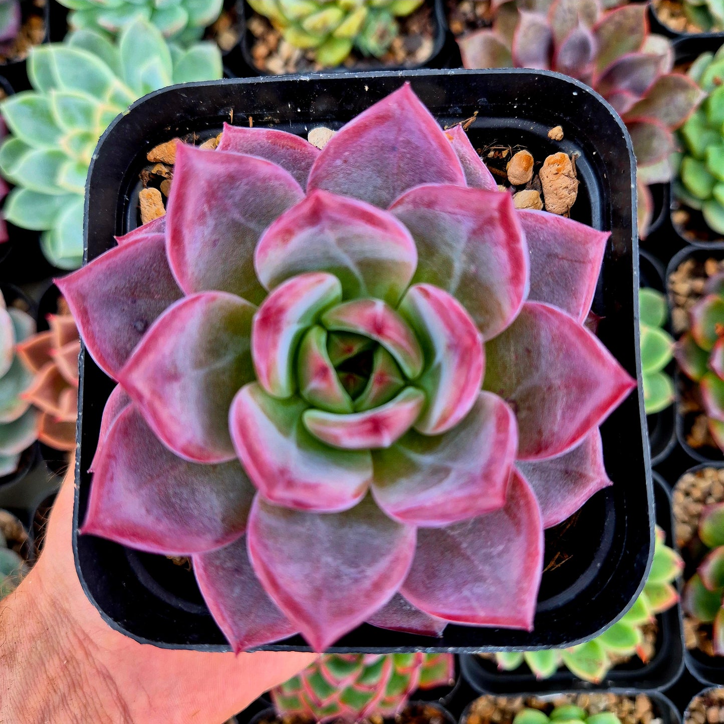 Echeveria "Rubin x Monroe"