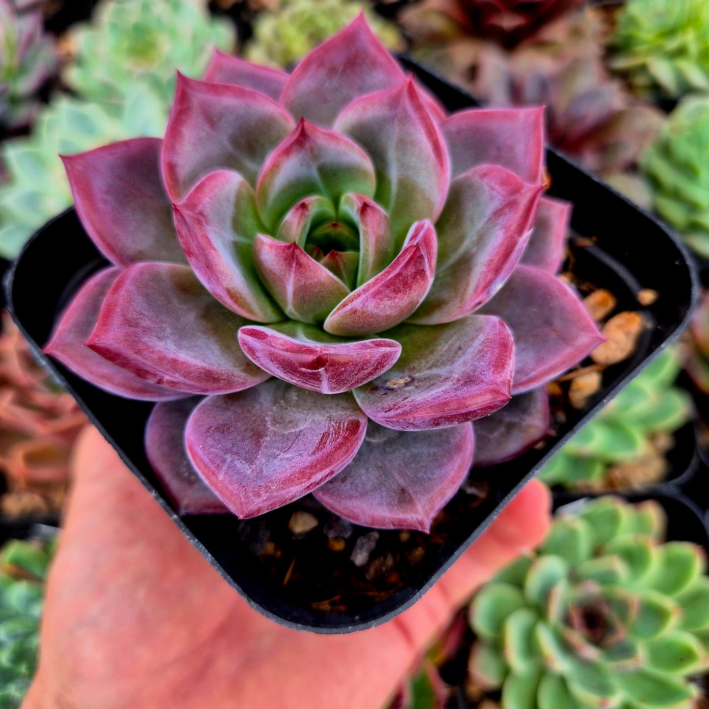 Echeveria "Rubin x Monroe"