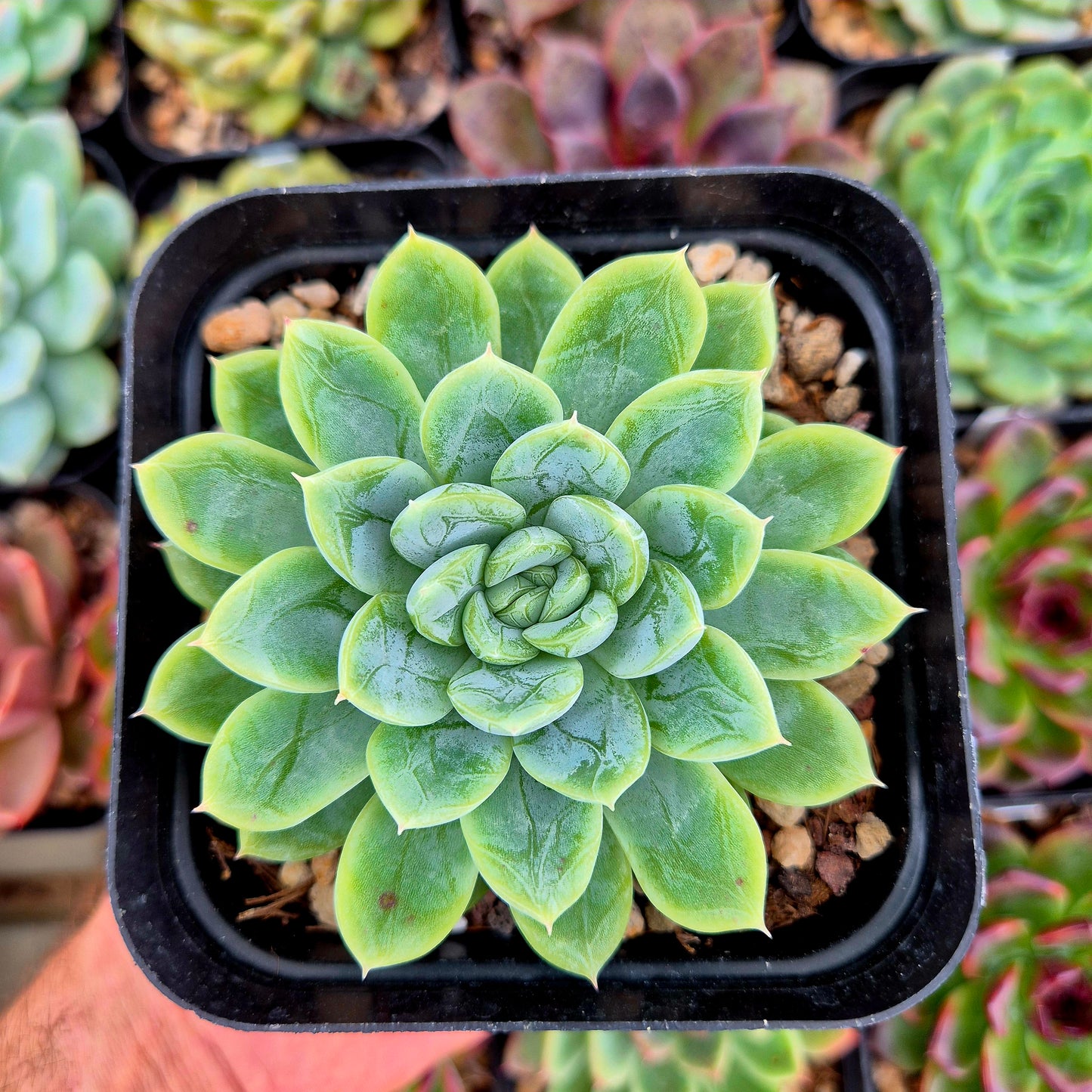 Echeveria "Elsa"
