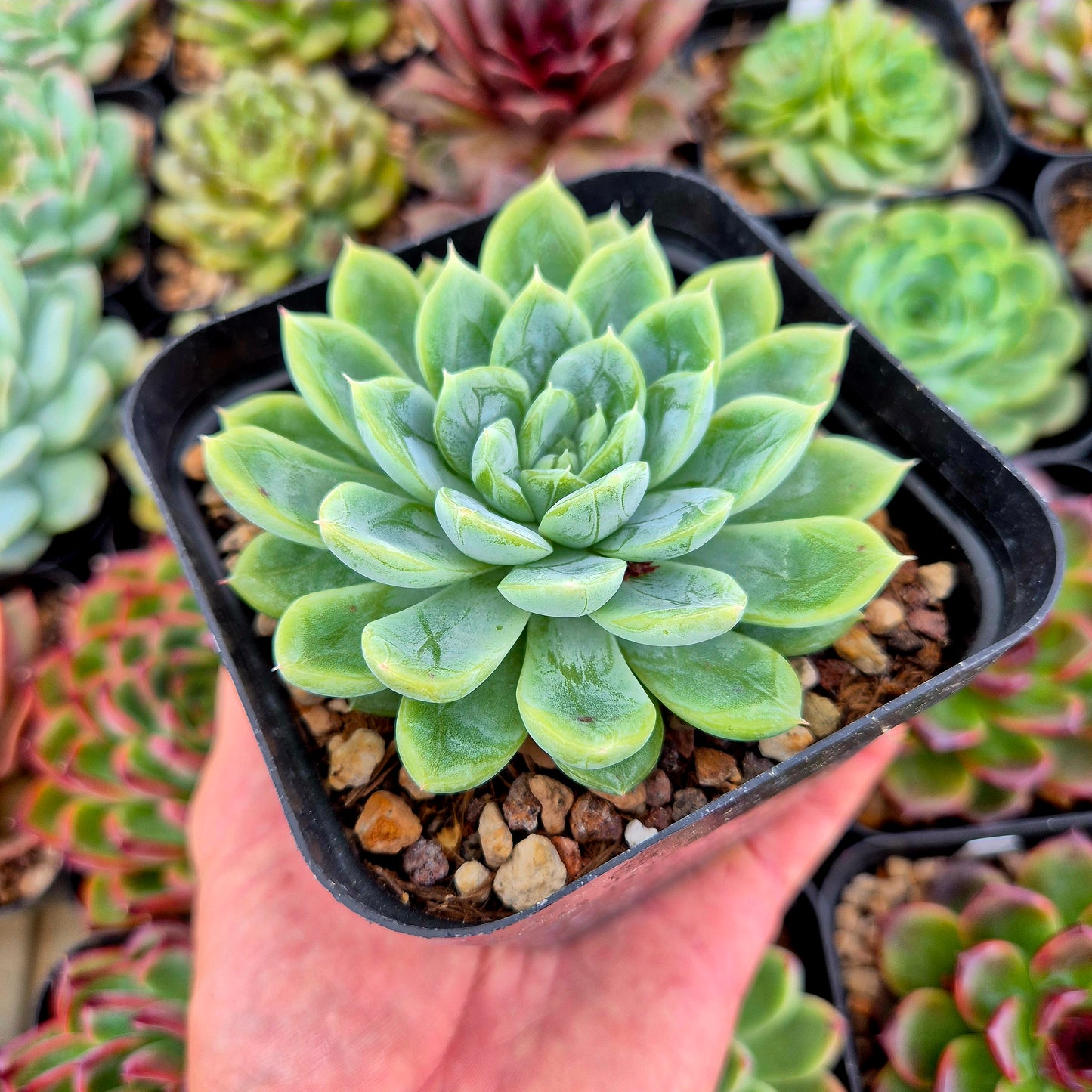 Echeveria "Elsa"