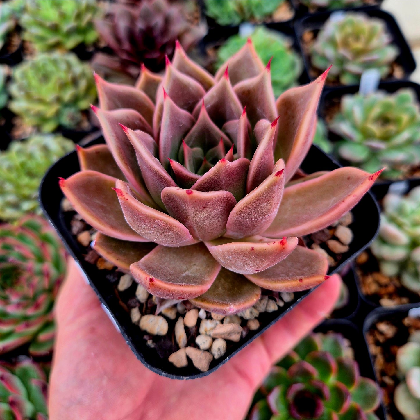 Echeveria "Madiba x Rubin"