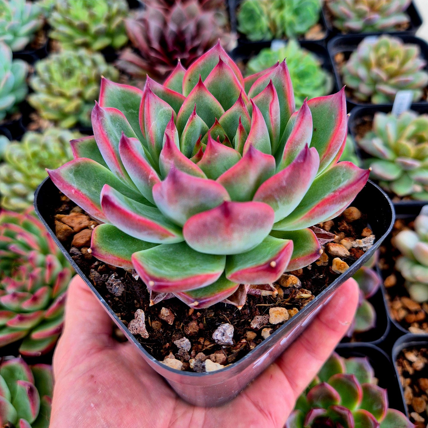 Echeveria "Pilastro di fuoco"