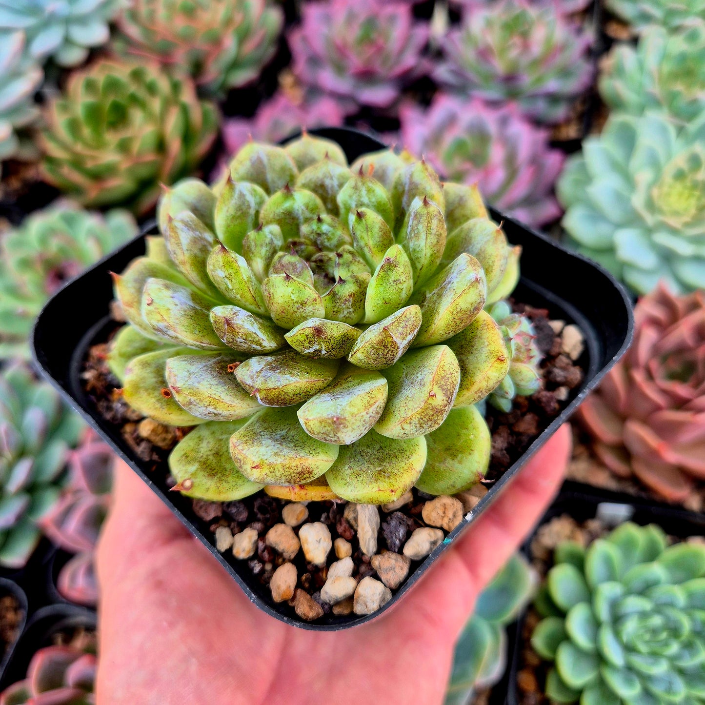 Echeveria « Améthyste »