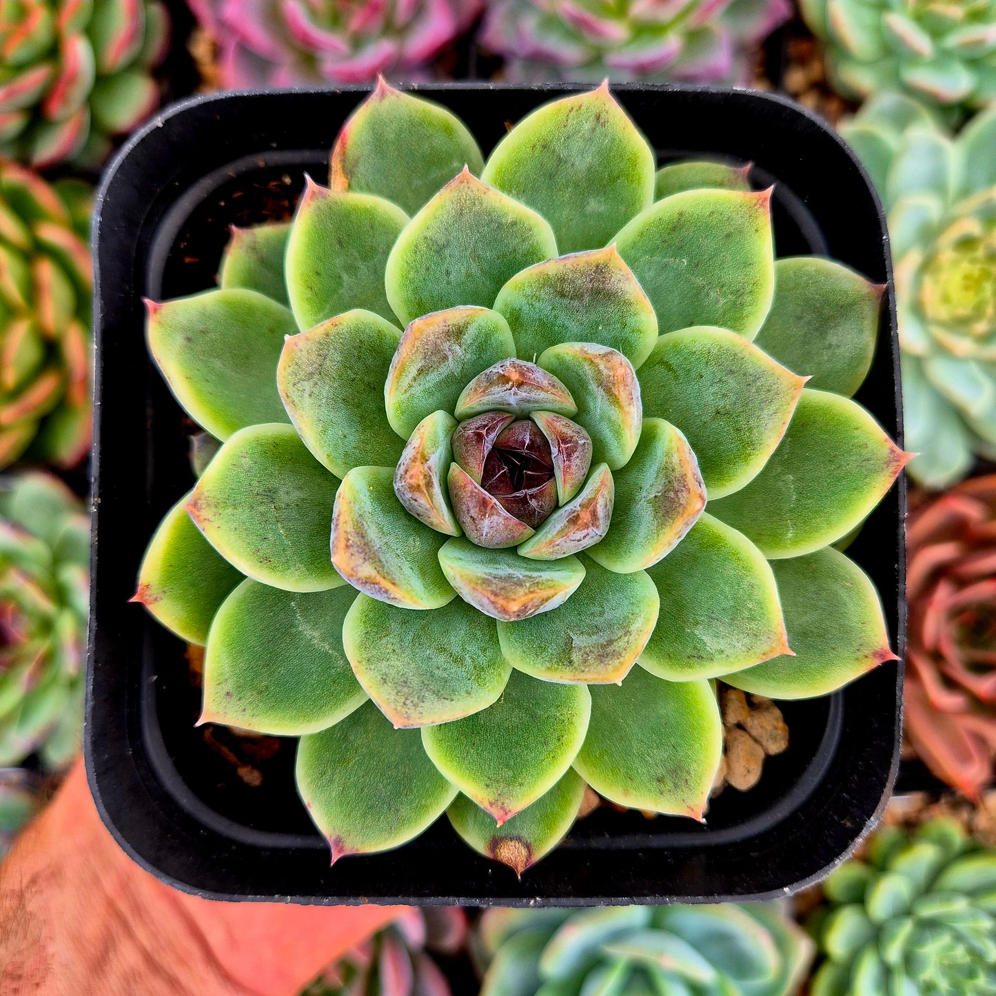 Echeveria "Purple Rice"