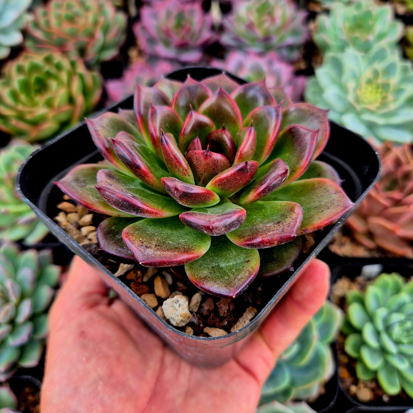 Echeveria « Forêt-Noire »