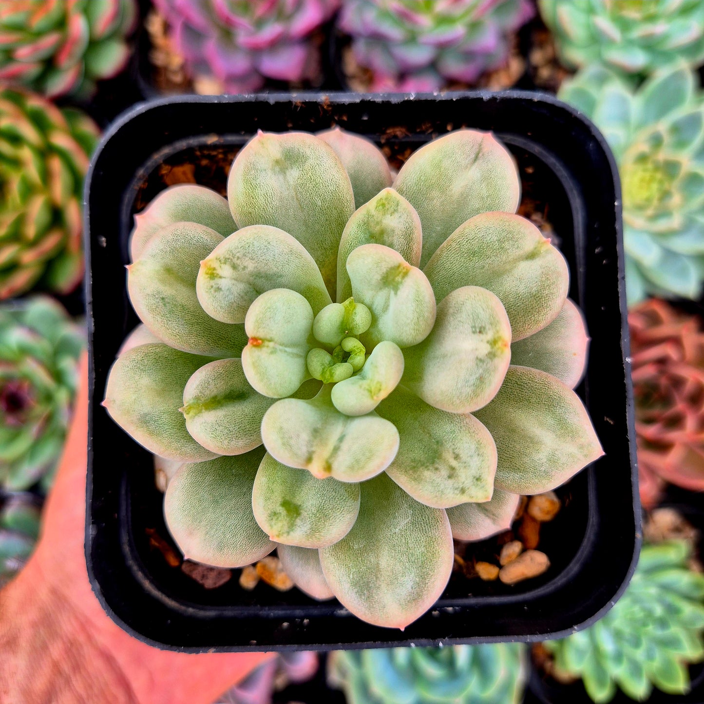 Echeveria « Bill Gates »