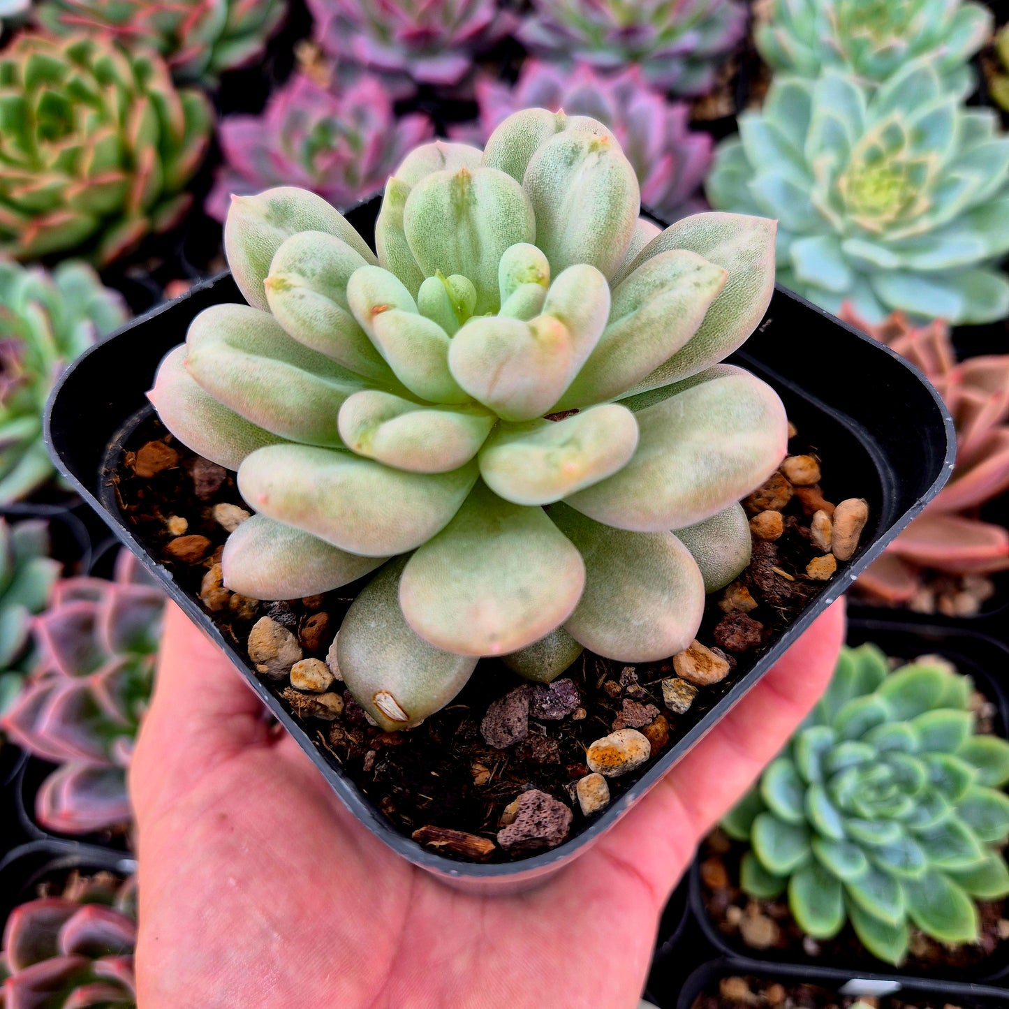 Echeveria « Bill Gates »