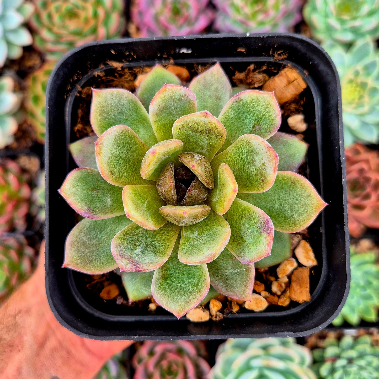 Echeveria « Blackberry »