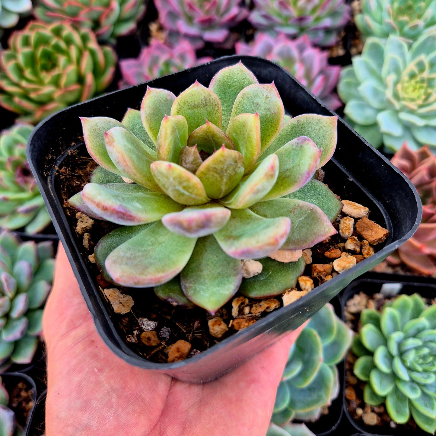 Echeveria « Blackberry »